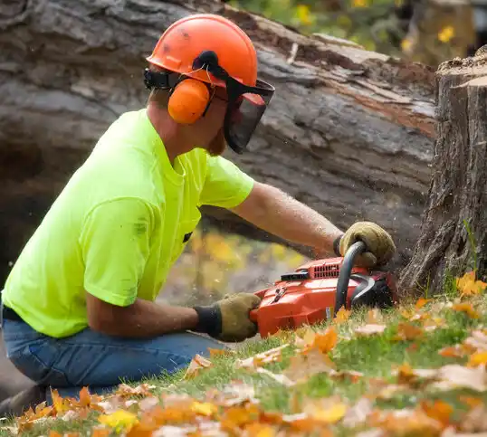 tree services Dassel